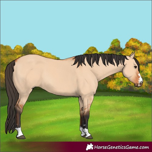 Horse Color:Bay Dun 