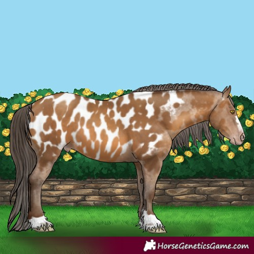 Horse Color:Gray Amber Champagne Appaloosa 