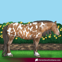 Horse Color:Gray Amber Champagne Appaloosa 