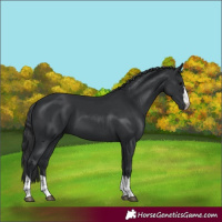 Horse Color:Black 