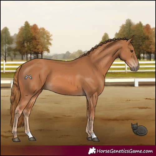 Horse Color:Chestnut 