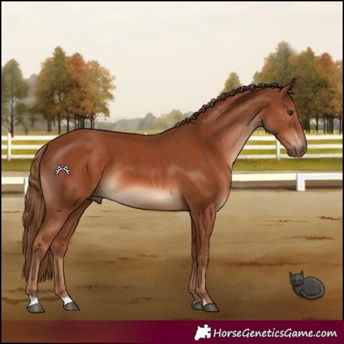 Horse Color:Chestnut 