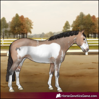 Horse Color:Bay Dun Sabino Frame Rabicano 