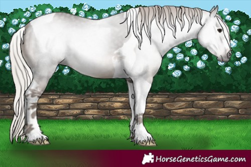 Horse Color:Gray Silver Black Tobiano 