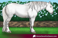 Horse Color:Gray Silver Black Tobiano 