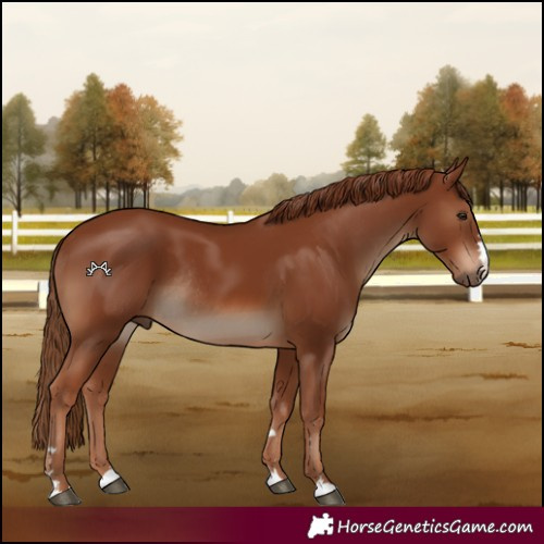 Horse Color:Chestnut Rabicano 