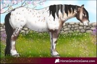 Horse Color:White Spotted Liver Red Onyx Appaloosa 