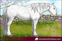 Horse Color:White Spotted Liver Red Onyx Near Leopard 