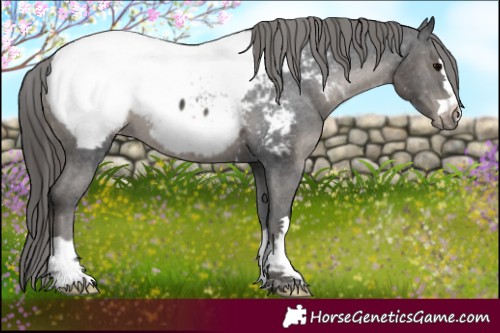Horse Color:Black Appaloosa 