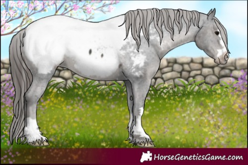Horse Color:Black Near Fewspot 