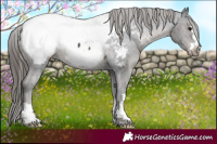 Horse Color:Black Near Fewspot 