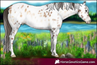 Horse Color:Gray White Spotted Liver Red Onyx Pearl Appaloosa 