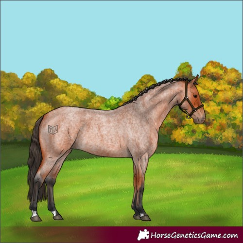 Horse Color:Bay Roan 