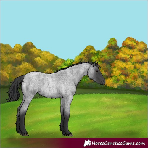 Horse Color:Blue Roan 