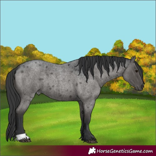 Horse Color:Blue Roan 