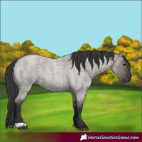 Horse Color:Grullo Roan 