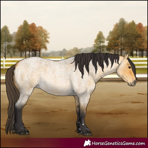 Horse Color:Buckskin Roan Dun 