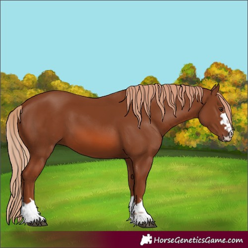 Horse Color:Unknown 