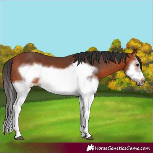 Horse Color:Bay Splash Frame 