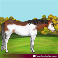 Horse Color:Bay Splash Frame 