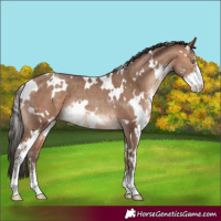 Horse Color:White Spotted Sable Champagne Sabino 