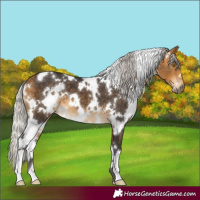 Horse Color:White Spotted Silver Buckskin 