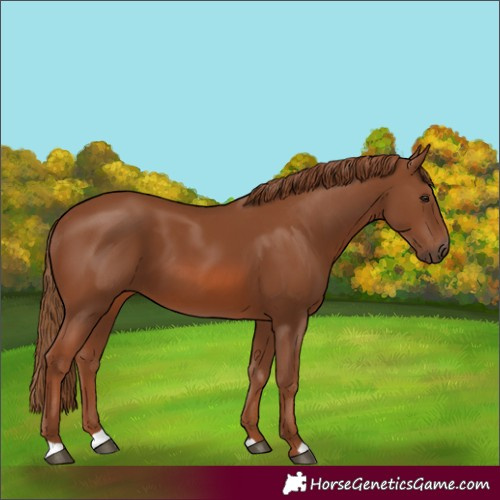 Horse Color:Chestnut 