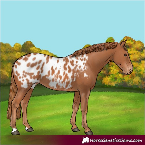 Horse Color:Chestnut Appaloosa 