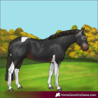 Horse Color:Gray Liver Chestnut Tobiano 
