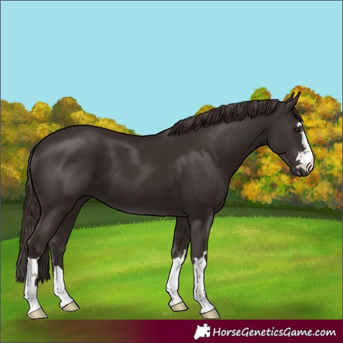 Horse Color:Liver Chestnut 
