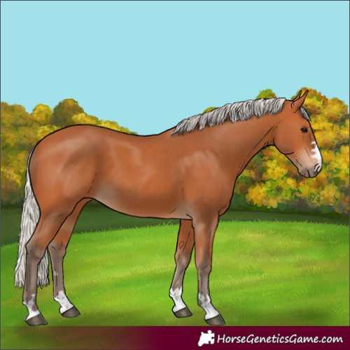 Horse Color:Silver Bay 
