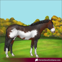 Horse Color:Bay Frame 