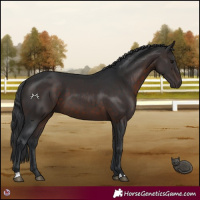 Horse Color:Brown 