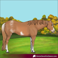 Horse Color:White Spotted Chestnut Frame 