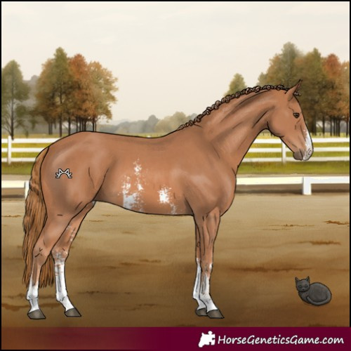 Horse Color:Chestnut Sabino