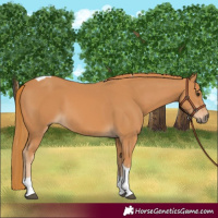 Horse Color:Chestnut Tobiano 