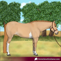 Horse Color:Red Dun Tobiano 