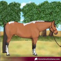 Horse Color:Bay Tobiano 