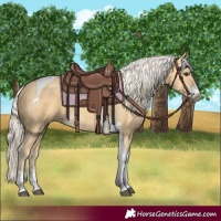 Horse Color:Palomino Tobiano 
