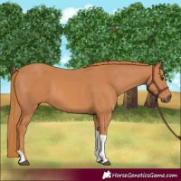 Horse Color:Chestnut Tobiano