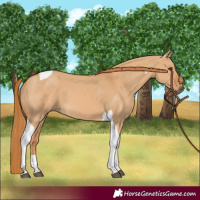 Horse Color:Red Dun Tobiano 