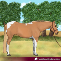 Horse Color:Chestnut Tobiano 