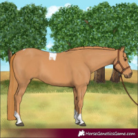 Horse Color:Chestnut Tobiano 