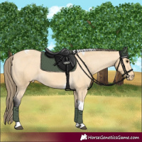 Horse Color:Buckskin Tobiano Varnish 