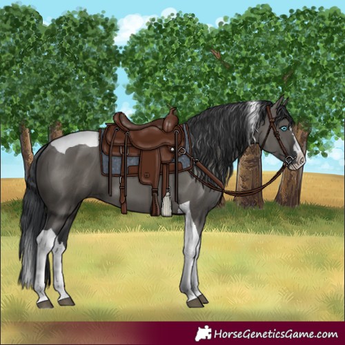 Horse Color:Grullo Splash Tobiano Rabicano 