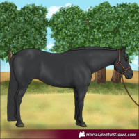 Horse Color:Black 