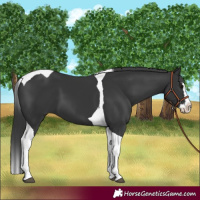 Horse Color:Black Splash Tobiano 