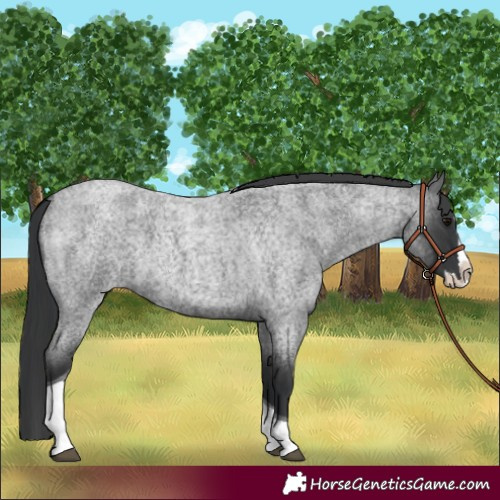 Horse Color:Blue Roan Splash Tobiano 