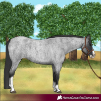 Horse Color:Blue Roan Splash Tobiano 
