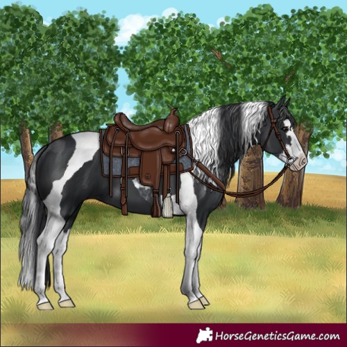 Horse Color:Black Splash Tobiano 